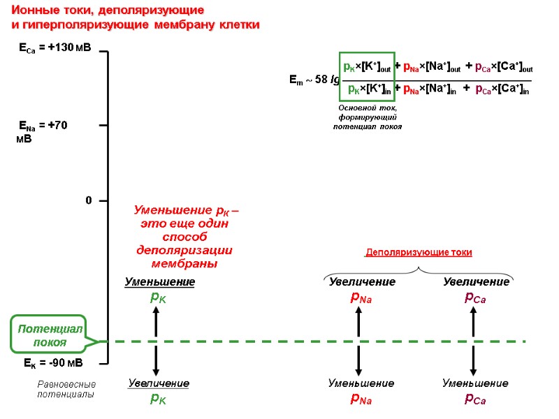 Ионные токи, деполяризующие и гиперполяризующие мембрану клетки ENa = +70 мВ Ионные токи, деполяризующие и гиперполяризующие мембрану клетки ENa = +70 мВ